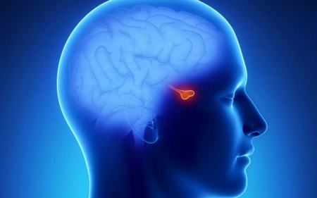 Hipofiz Adenomları